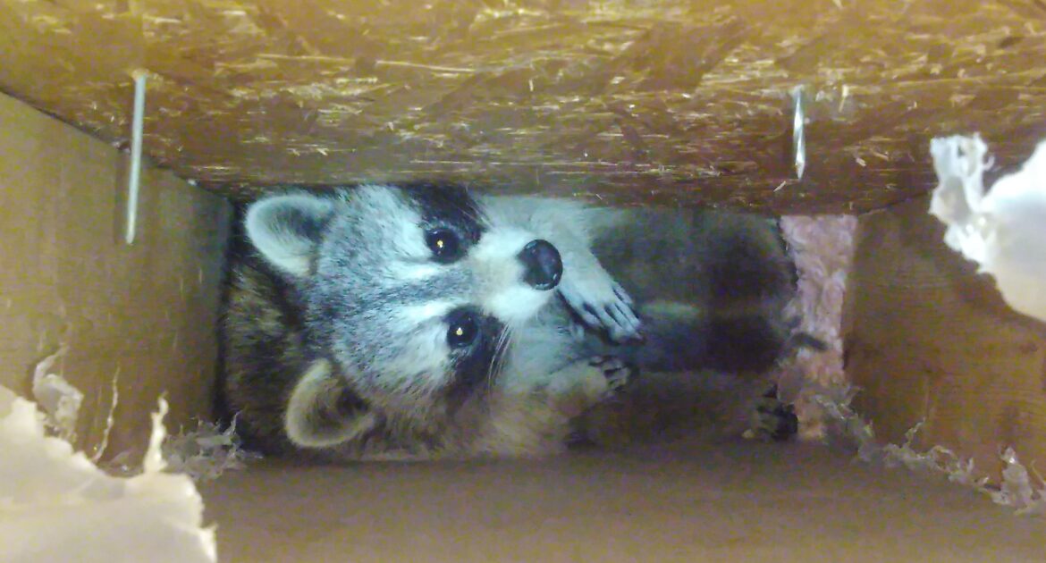 How Skedaddle’s Humane Methods Keep Raccoons Out for Good