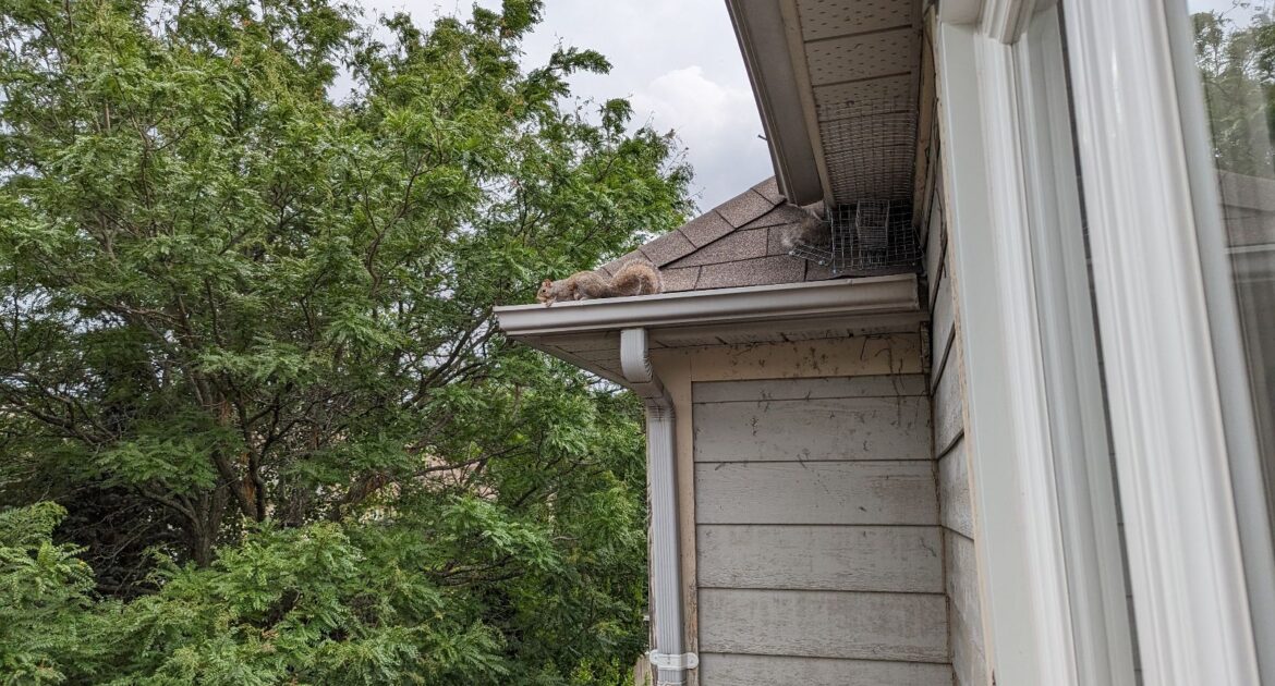 How Skedaddles Prevention Methods Stop Squirrels From Returning