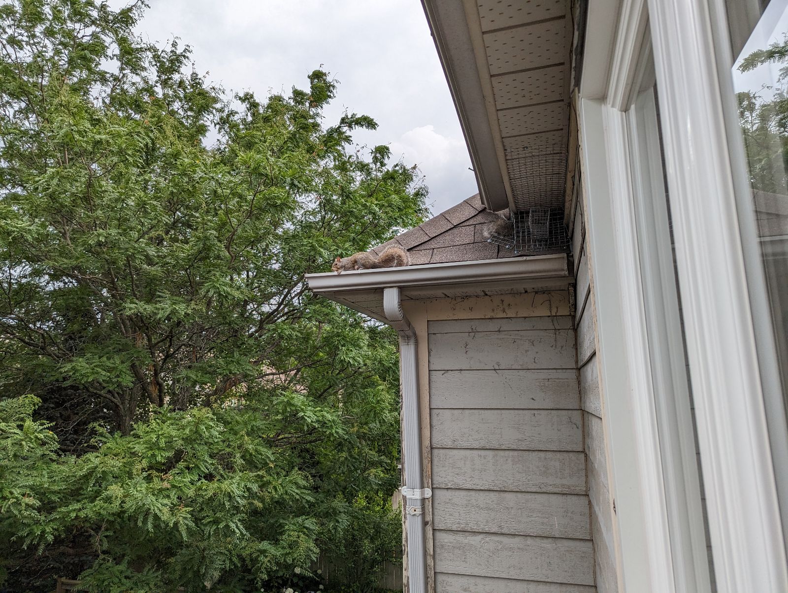 How Skedaddles Prevention Methods Stop Squirrels From Returning