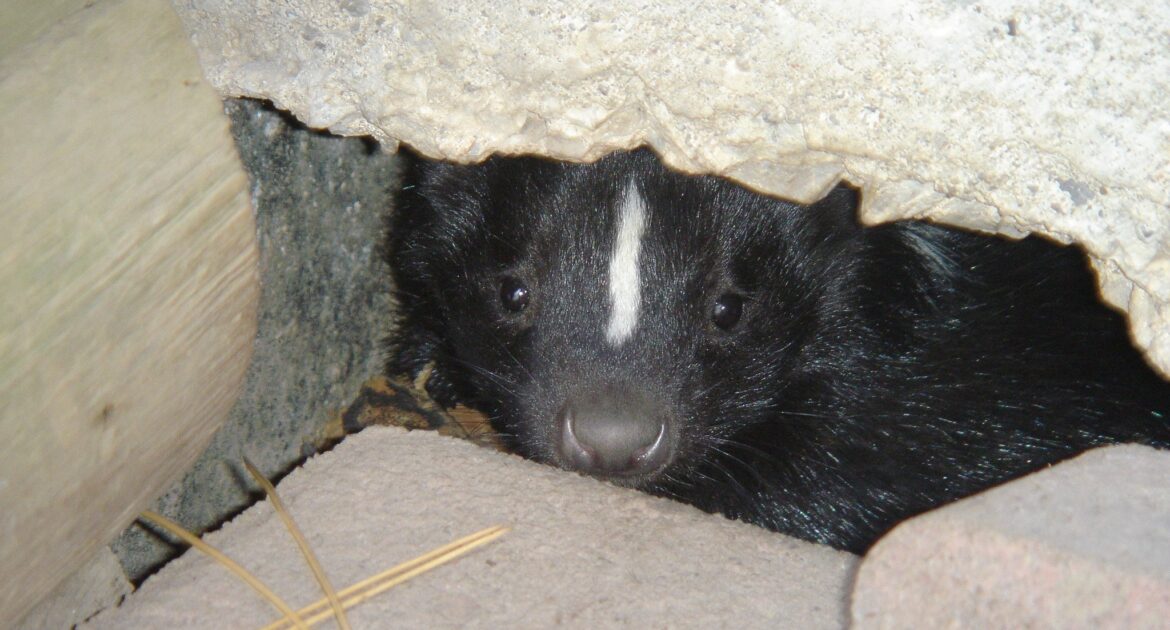 How Skunks Dig Near Foundations Searching for Warmth