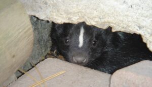 How Skunks Dig Near Foundations Searching for Warmth