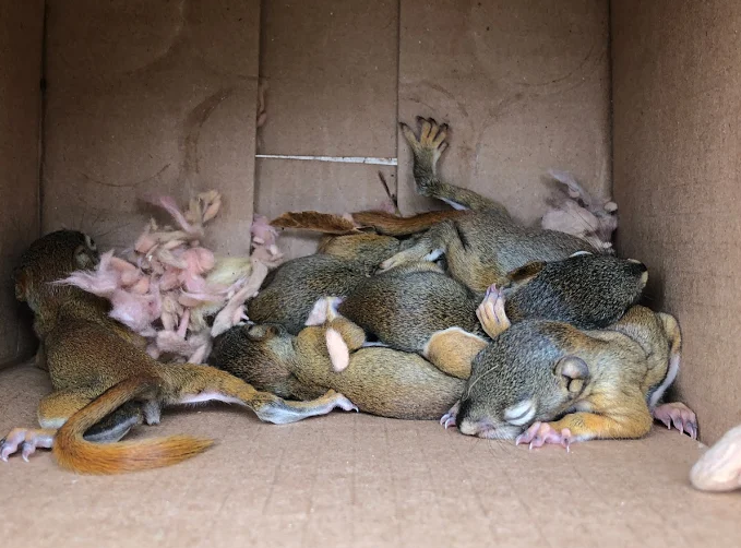 How Squirrel Nesting Materials Pose a Fire Risk in Attics