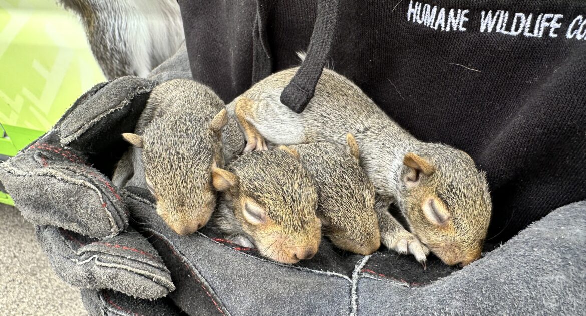 How Squirrels Damage Ohio Rooflines and Attics During Cold Months