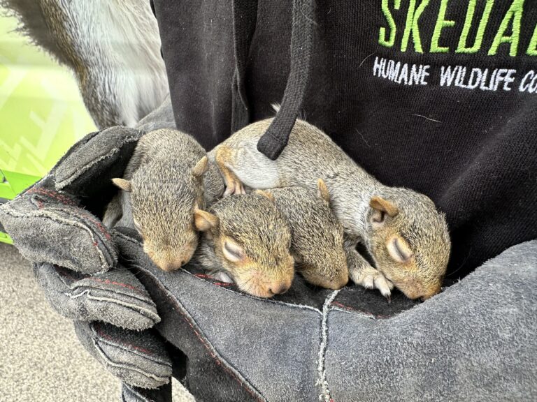 How Squirrels Damage Ohio Rooflines and Attics During Cold Months