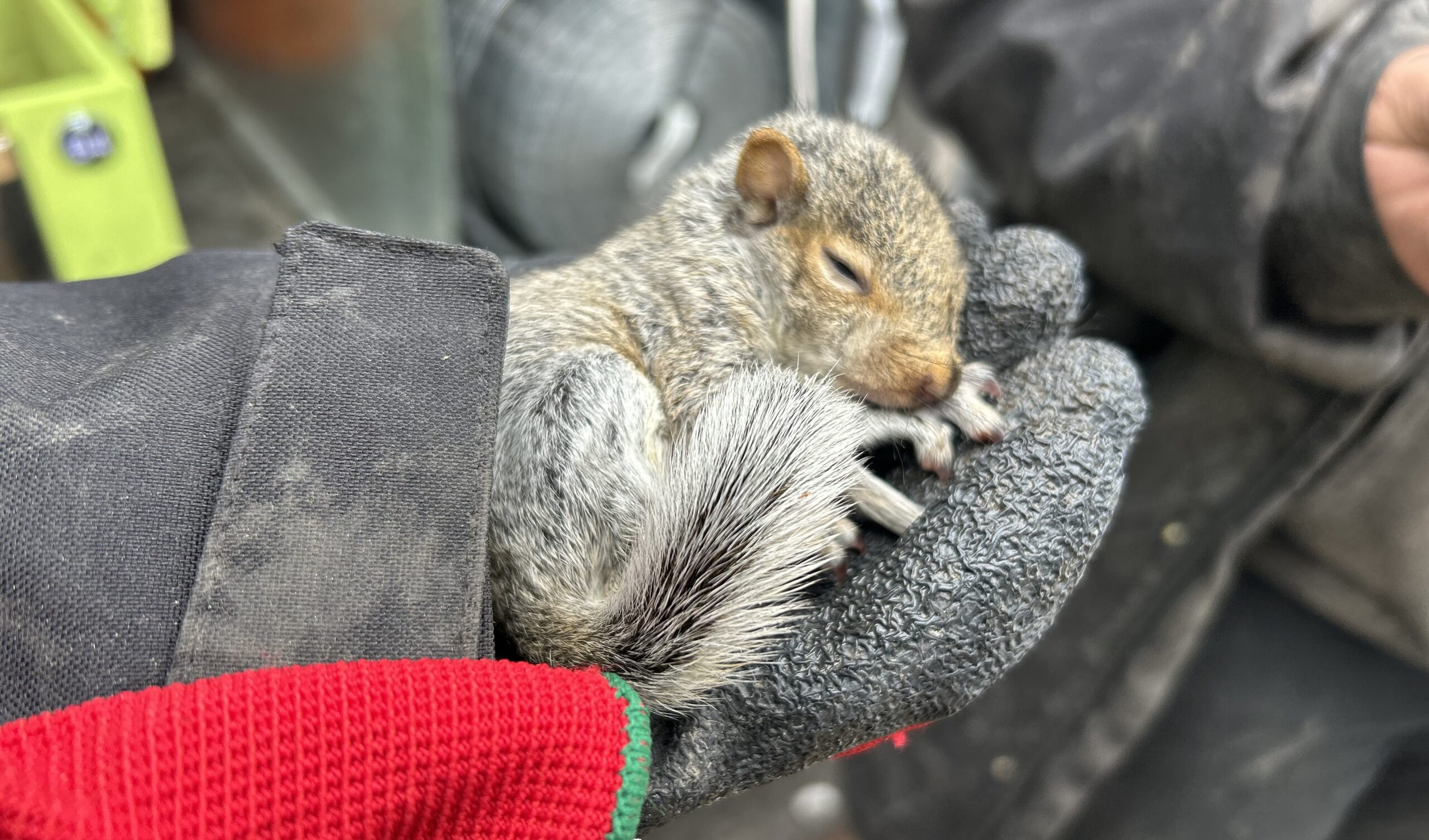How Squirrels Find Warmth in Roofs and Soffits During Freezing Temperatures