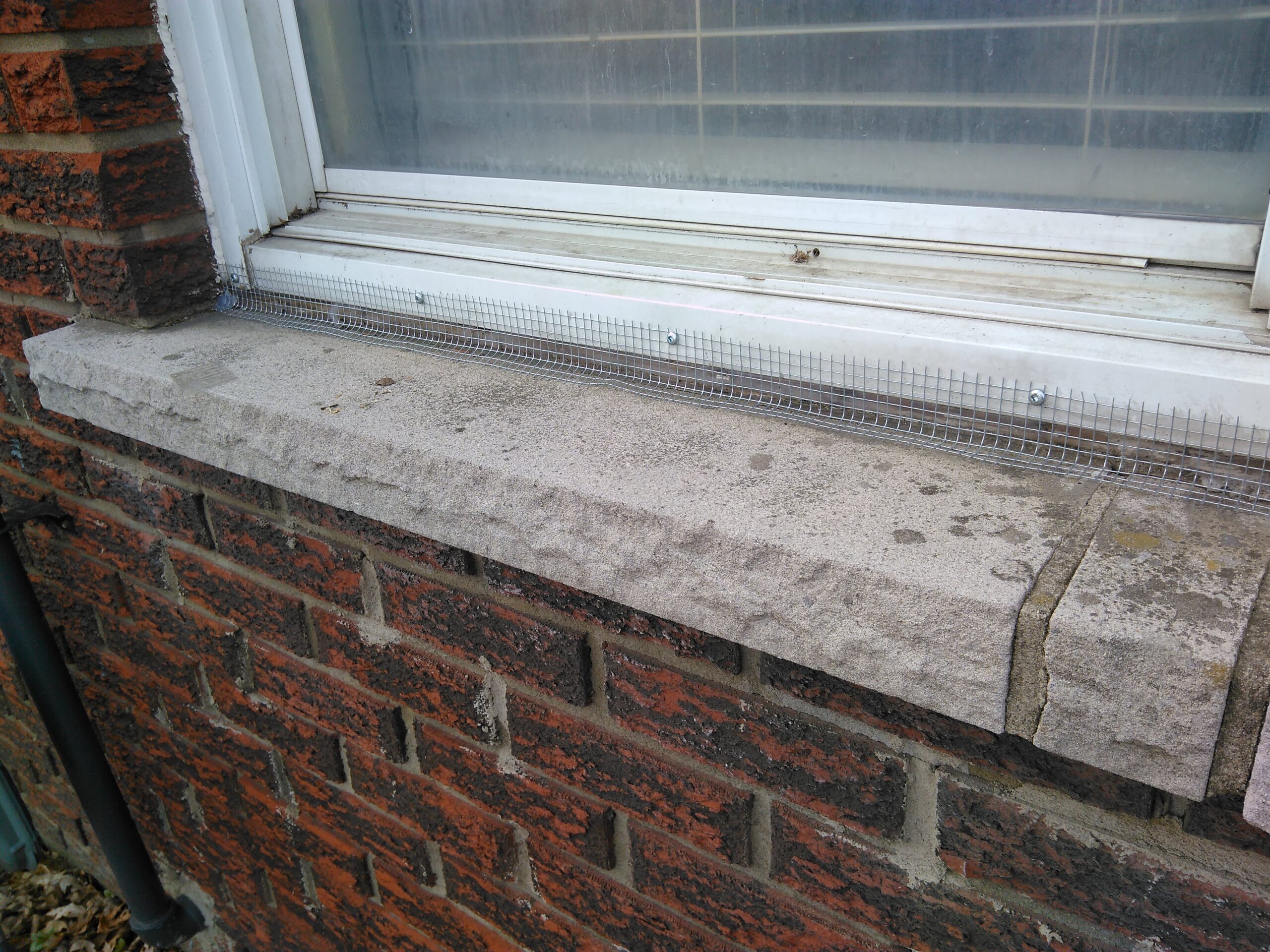 How to Mouse Proof Your Home Before Spring Arrives