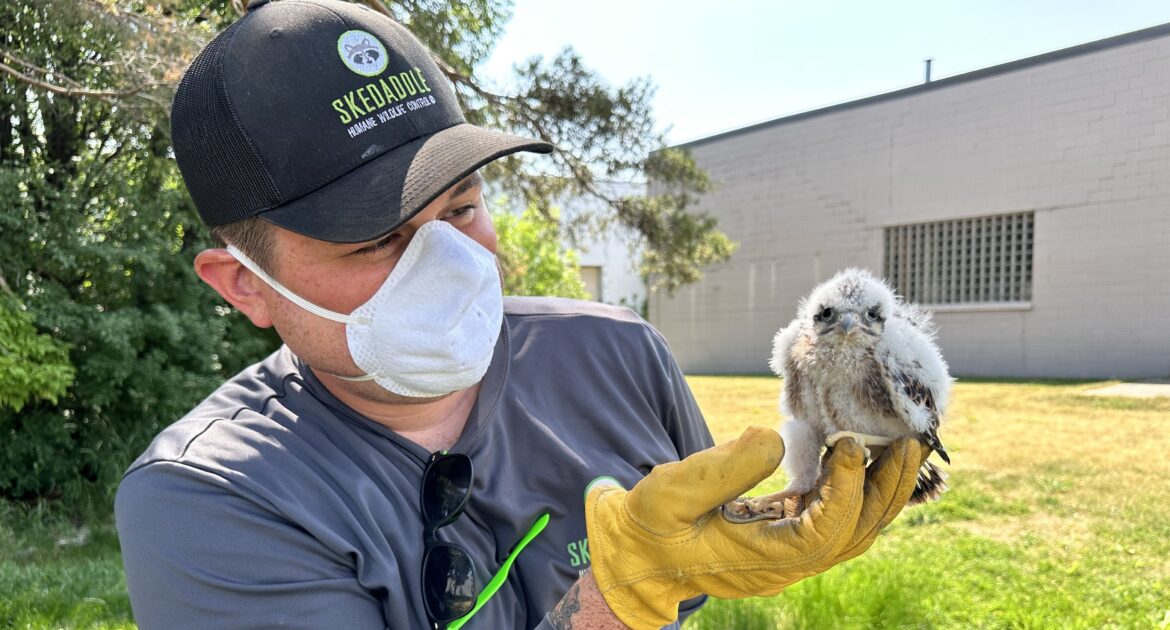 How to Prevent Birds From Entering Homes While Staying Humane