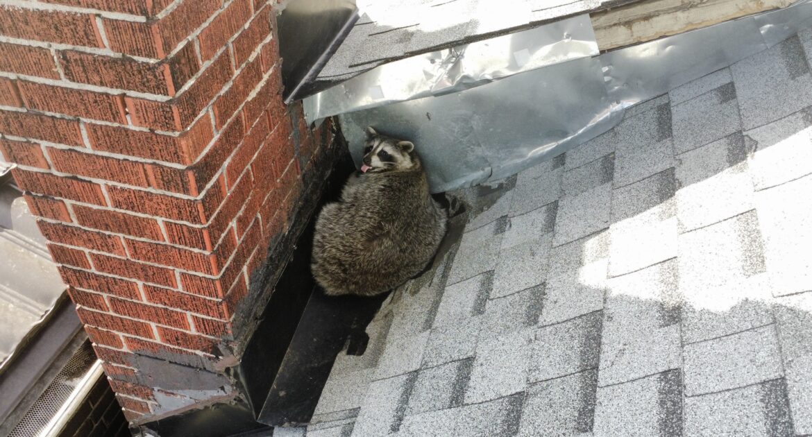 How to Tell if Raccoons Are Nesting in Your Chimney This Winter