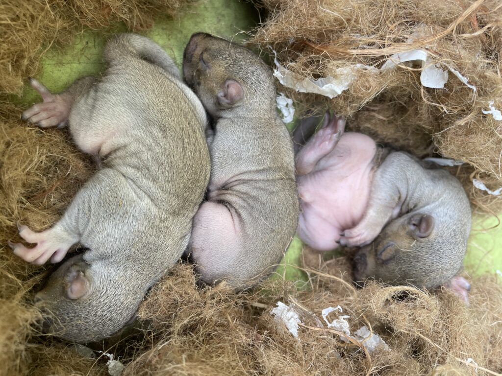 Baby Squirrel in Anoka County