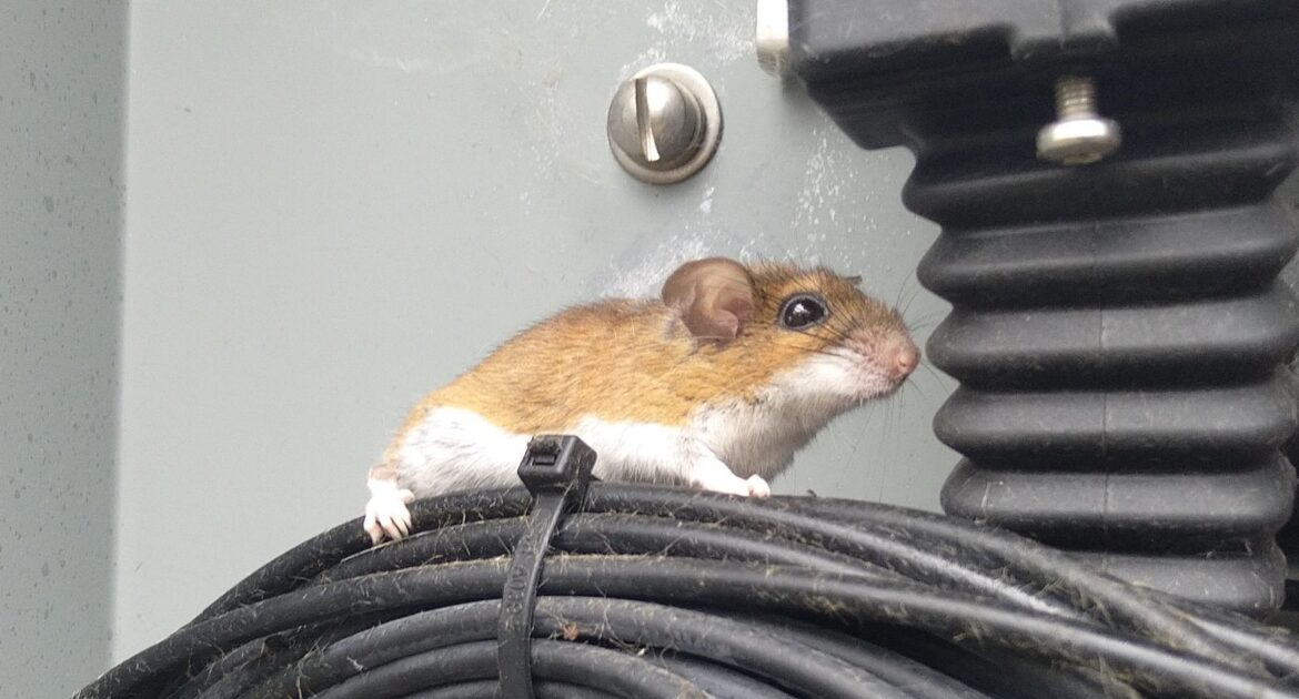 Humane Mouse Control in Montreal