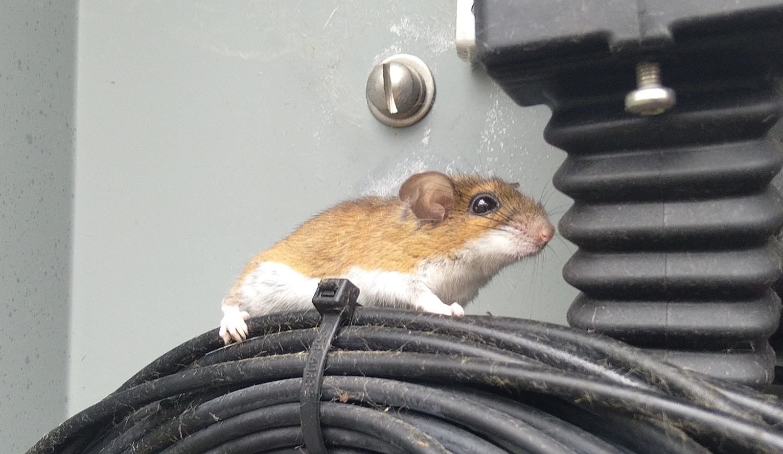 Humane Mouse Control in Montreal