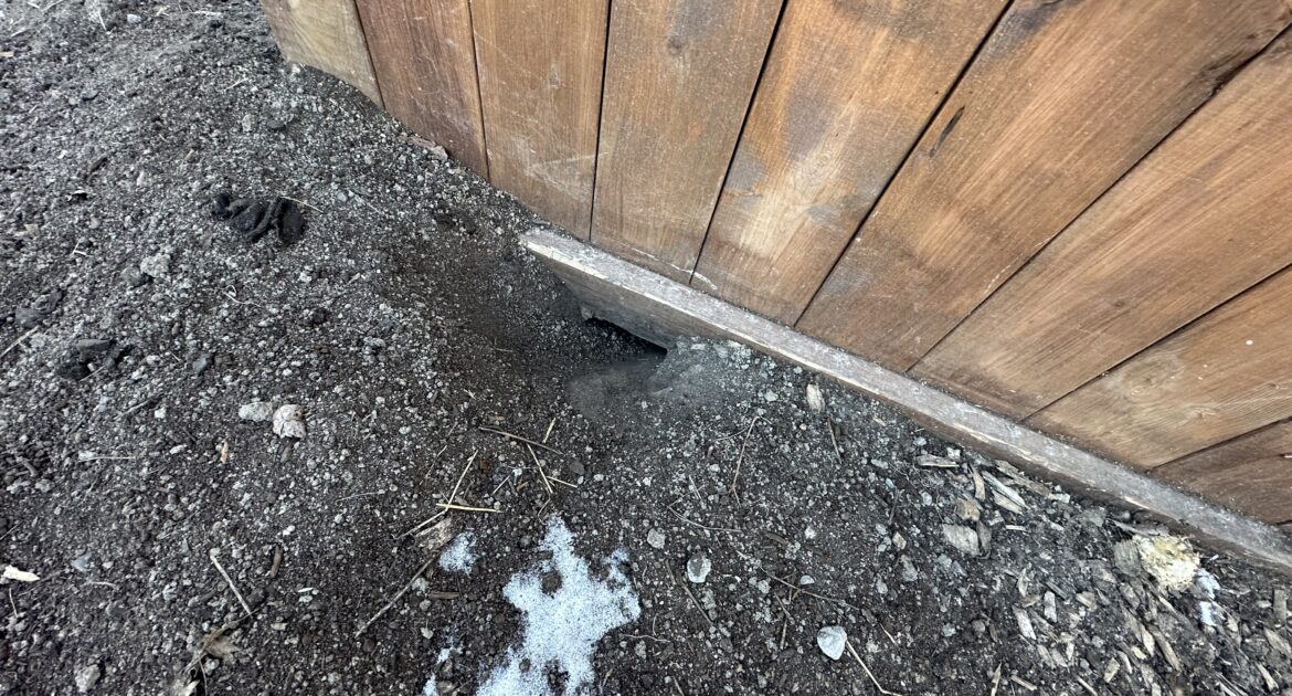 Close-up of electrical wires in a home's attic with the plastic insulation stripped away by mice, exposing the copper wiring and creating a fire hazard.