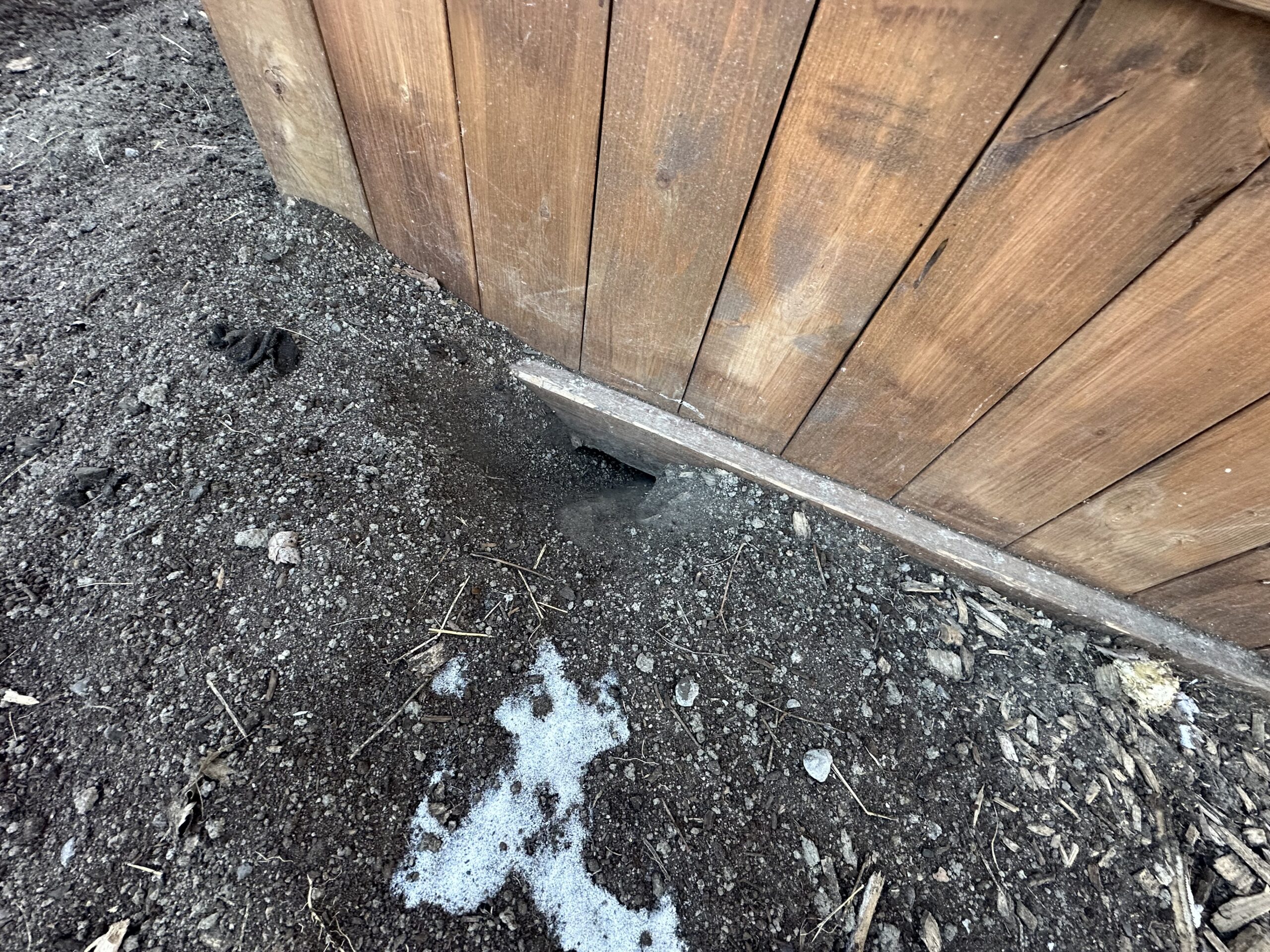 Close-up of electrical wires in a home's attic with the plastic insulation stripped away by mice, exposing the copper wiring and creating a fire hazard.