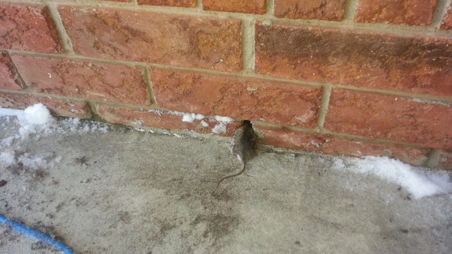 Mice in Lakewood Basements