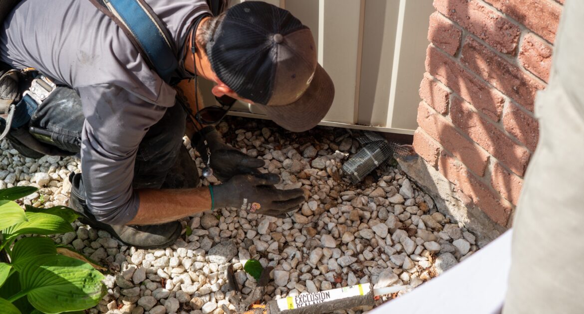 Minneapolis Winter Mouse Problem