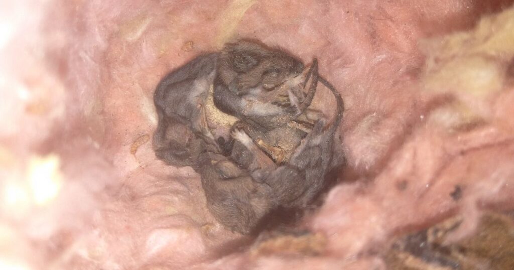 Close-up photo of a mouse nestled inside a thick bed of pink fiberglass insulation.