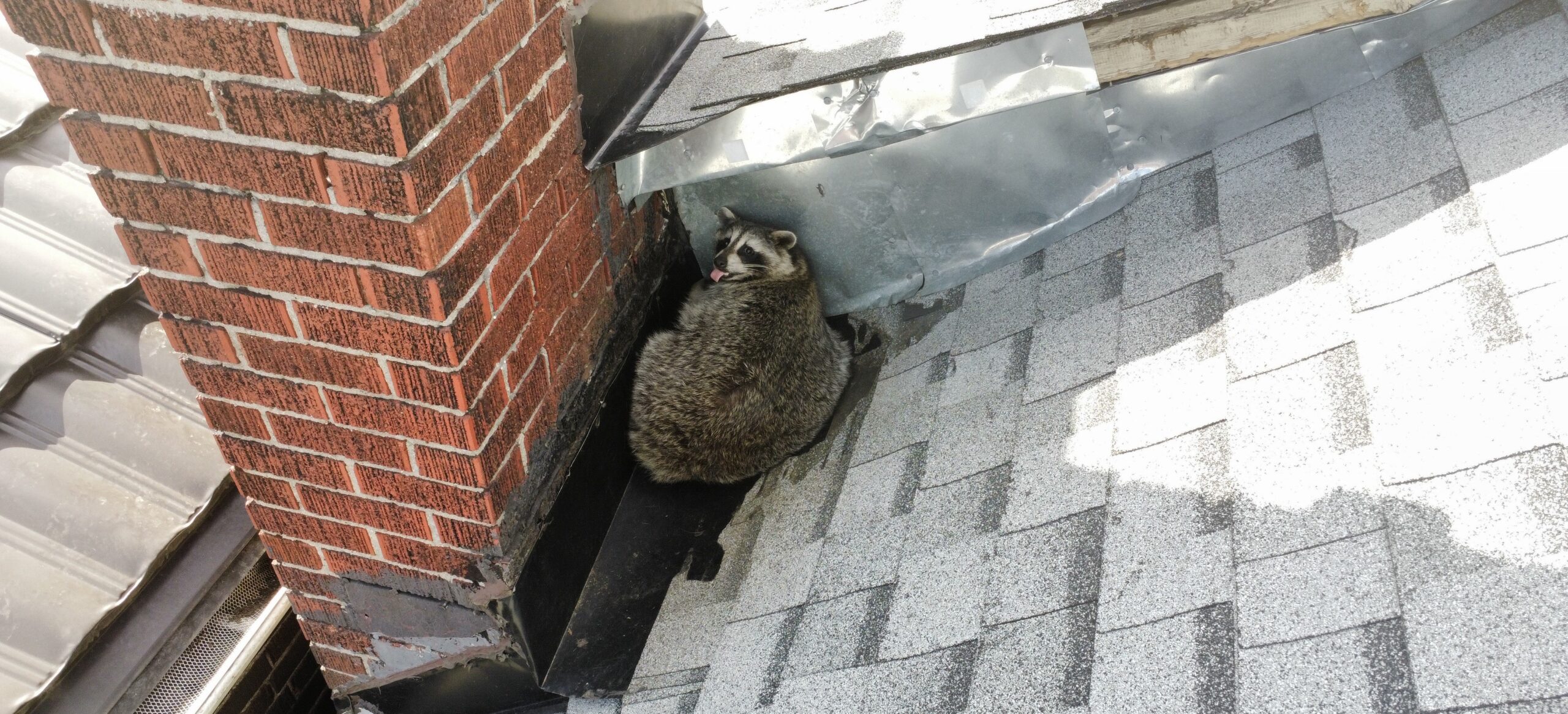 Noises in the Ceiling at Night