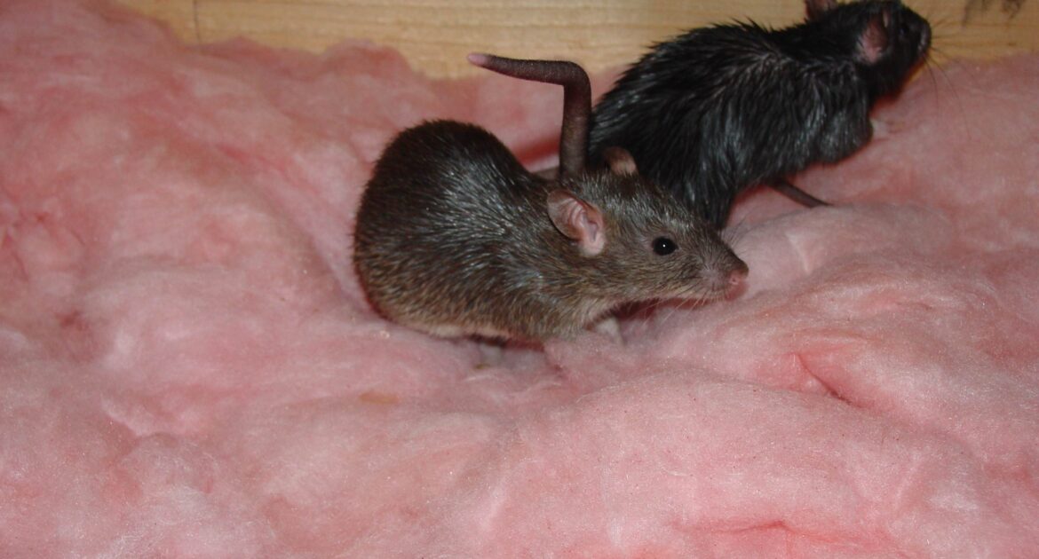 Two Norway rats nesting inside pink fiberglass attic insulation near a wooden beam.