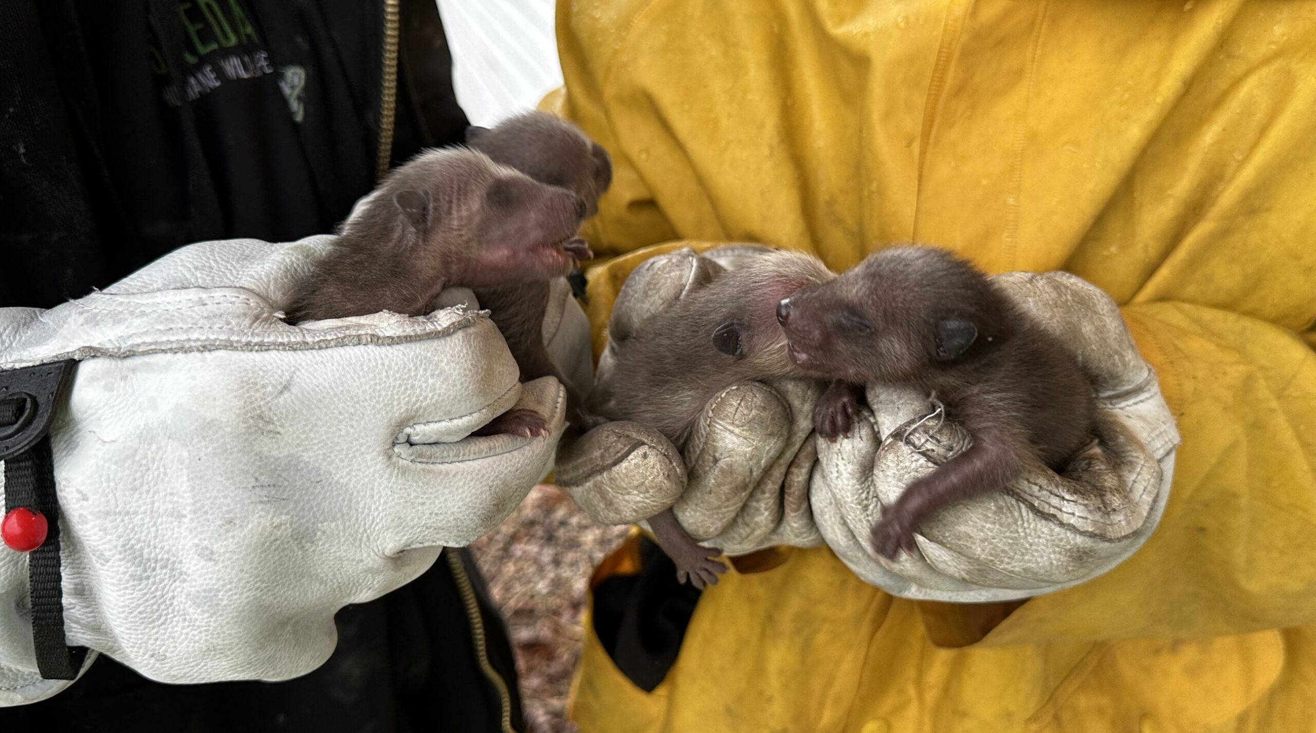 Preparing for Baby Season in Montreal