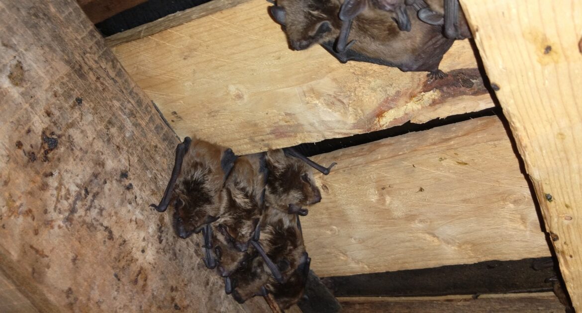 Preparing for Spring Bat Activity