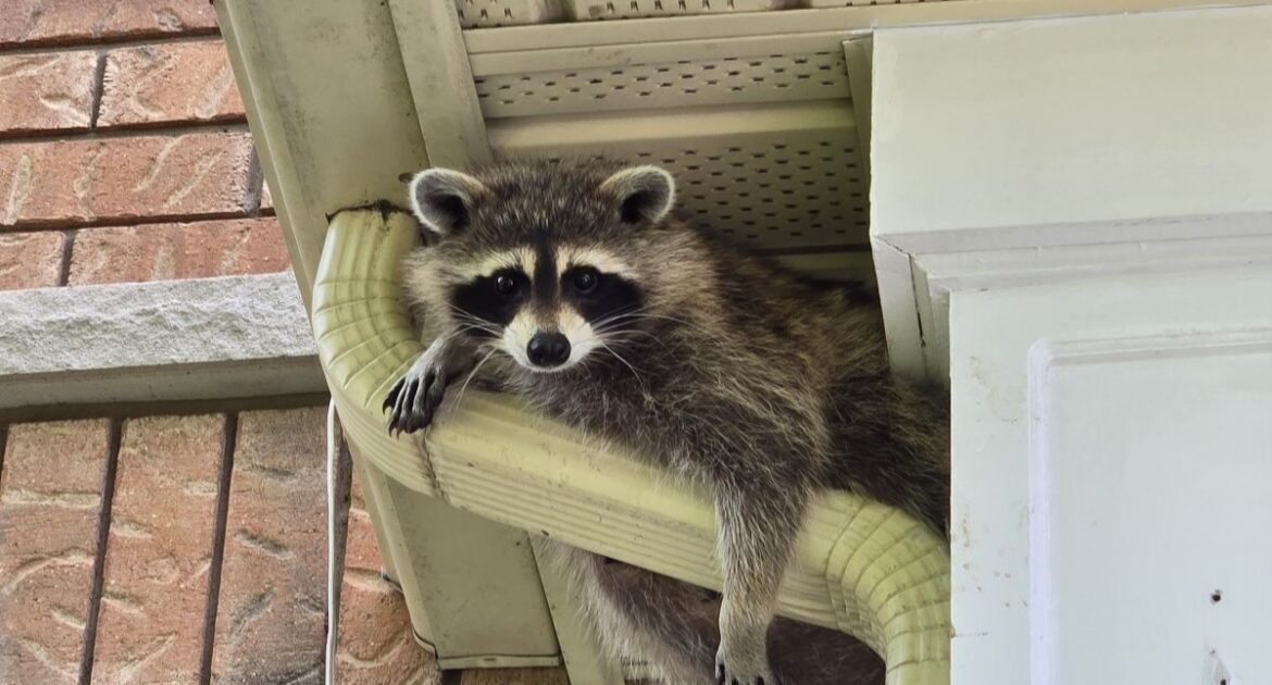 A close-up shot of a raccoon peering out from a dark gap between a white aluminum soffit and a brick wall on a residential home.