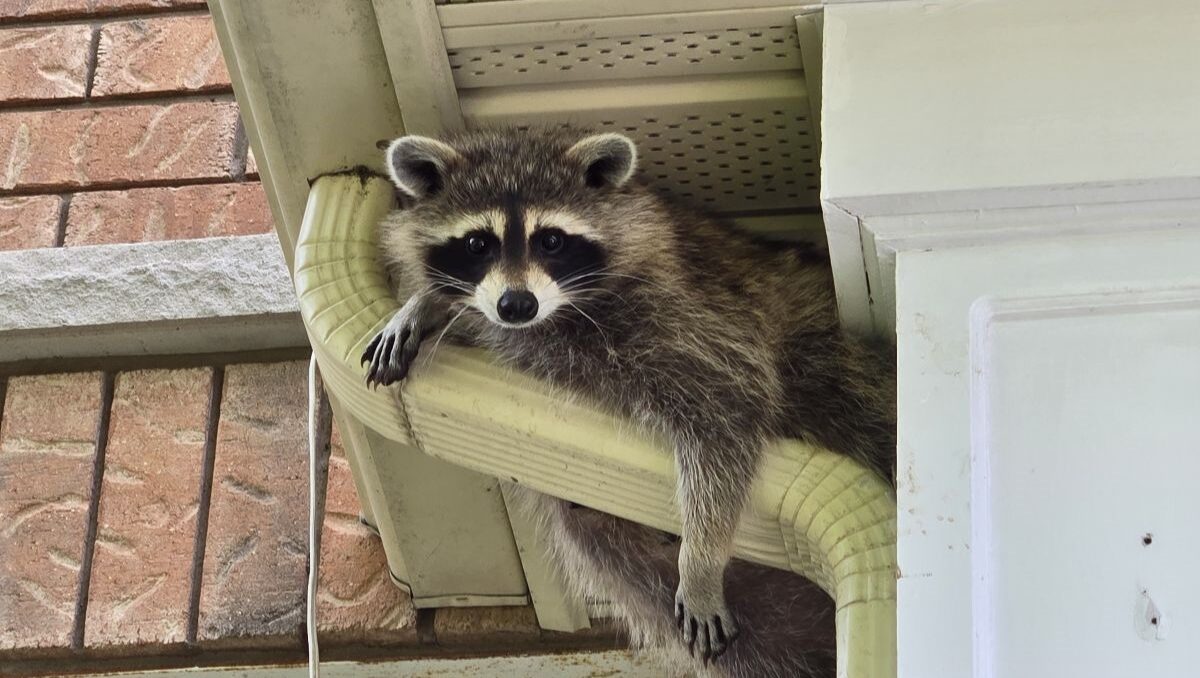 A close-up shot of a raccoon peering out from a dark gap between a white aluminum soffit and a brick wall on a residential home.