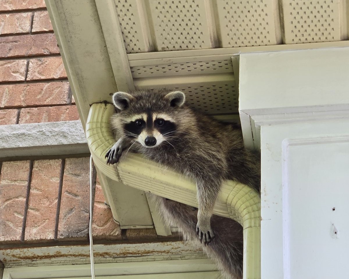 A close-up shot of a raccoon peering out from a dark gap between a white aluminum soffit and a brick wall on a residential home.