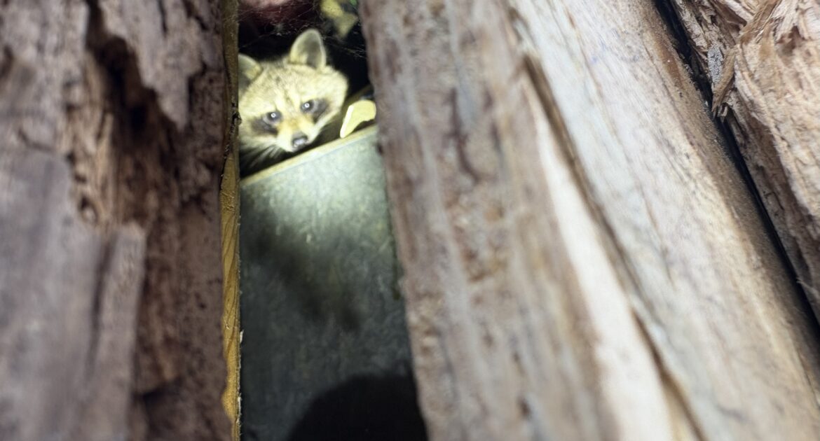 A raccoon peaking through a narrow gap between wooden beams and insulation in a Columbus, Ohio attic.