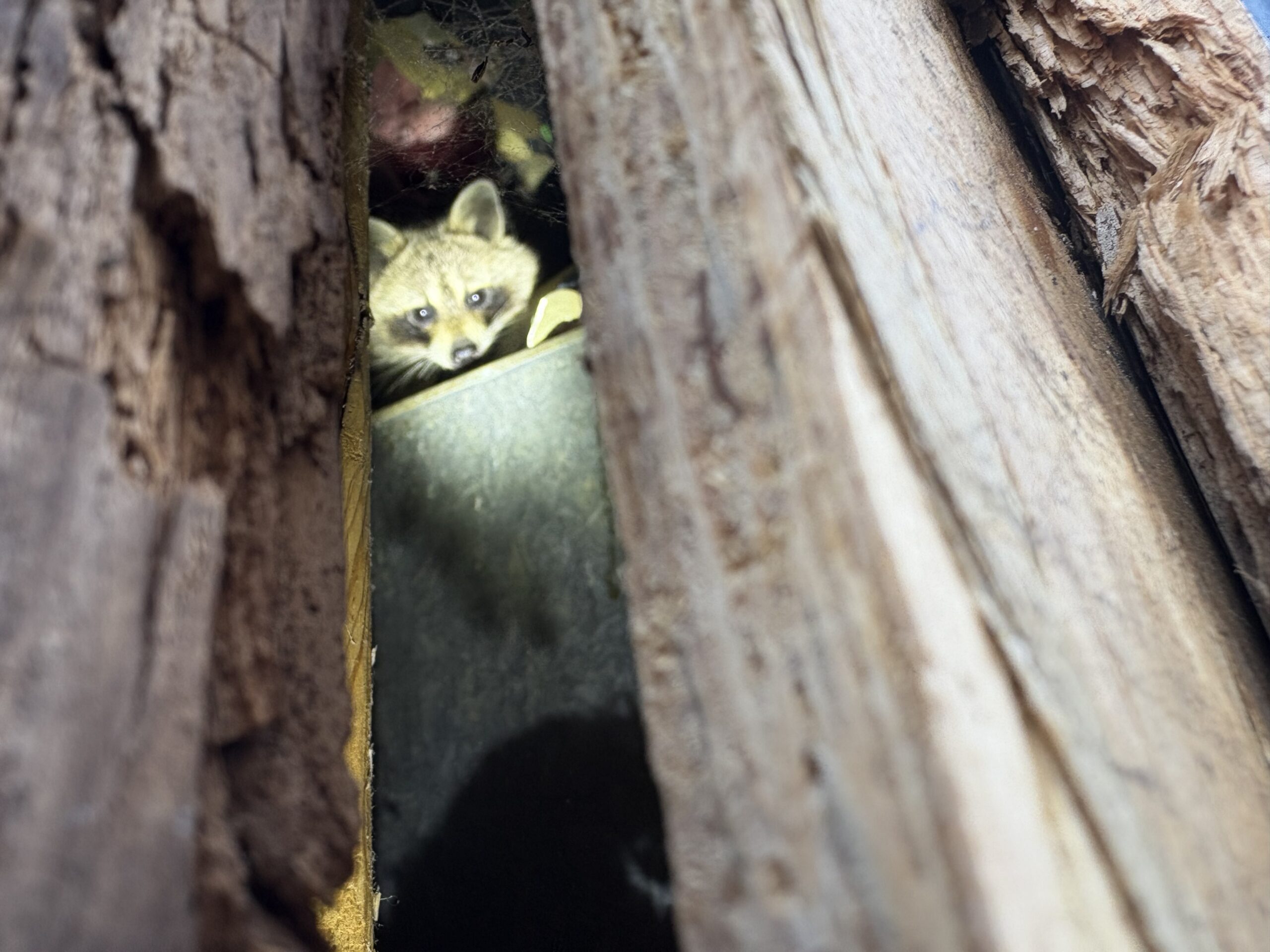 A raccoon peaking through a narrow gap between wooden beams and insulation in a Columbus, Ohio attic.