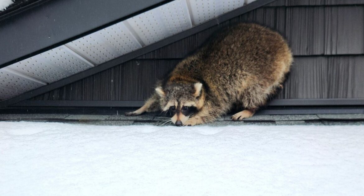 A large raccoon perched on the peak of a weathered shingle roof against a clear blue sky, looking down toward the gutter.
