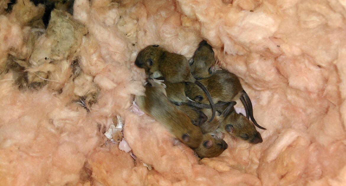 Rats in Restaurants and Warehouses