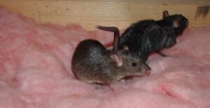 Roof Rats in Brookhaven