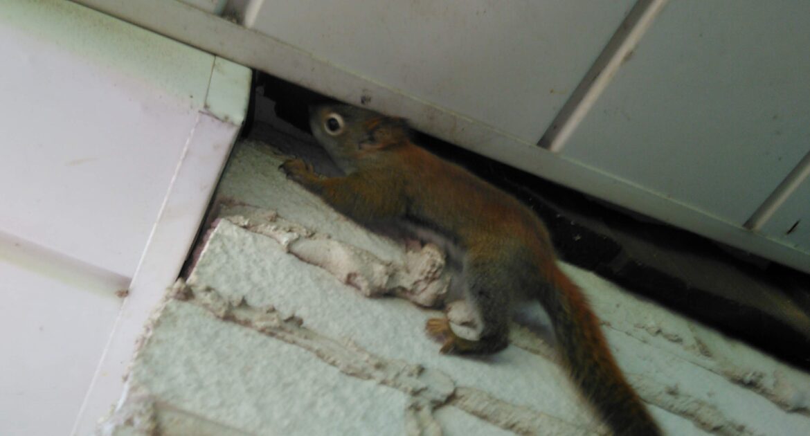 Signs of Squirrel Activity Around Your Roofline in February