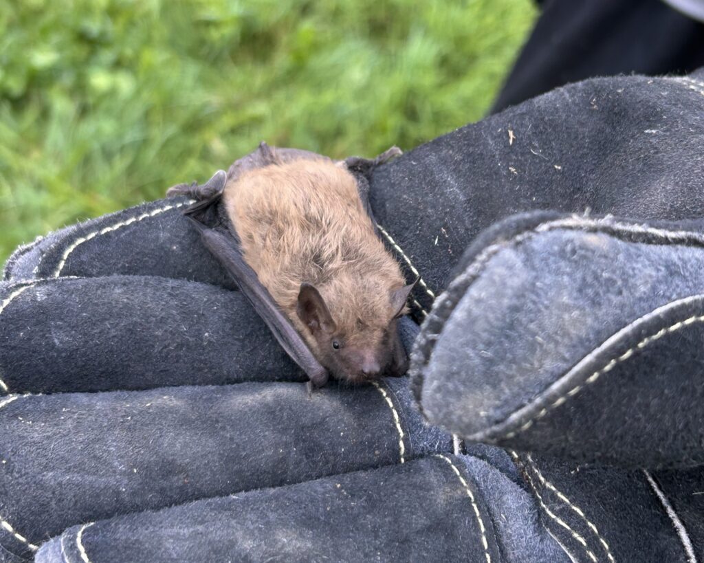 A small brown bat resting safely in the palm of a Skedaddle wildlife technician's heavy-duty protective glove.