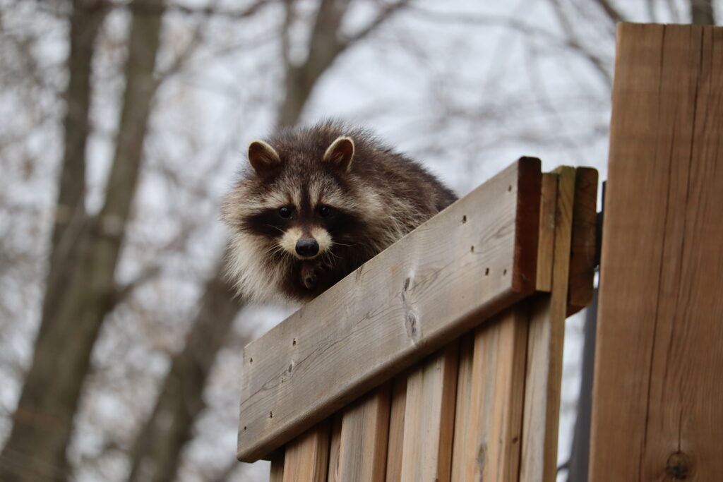 Skedaddle Raccoon Removal in Minneapolis