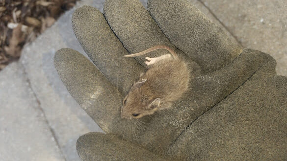 Skedaddle’s Proven Process for Mouse Removal in Cold Weather
