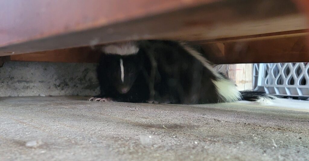 Marietta Skunk In Garage Exit