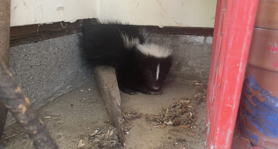 Skunks Under Decks and Porches Marietta Skunk in Garage
