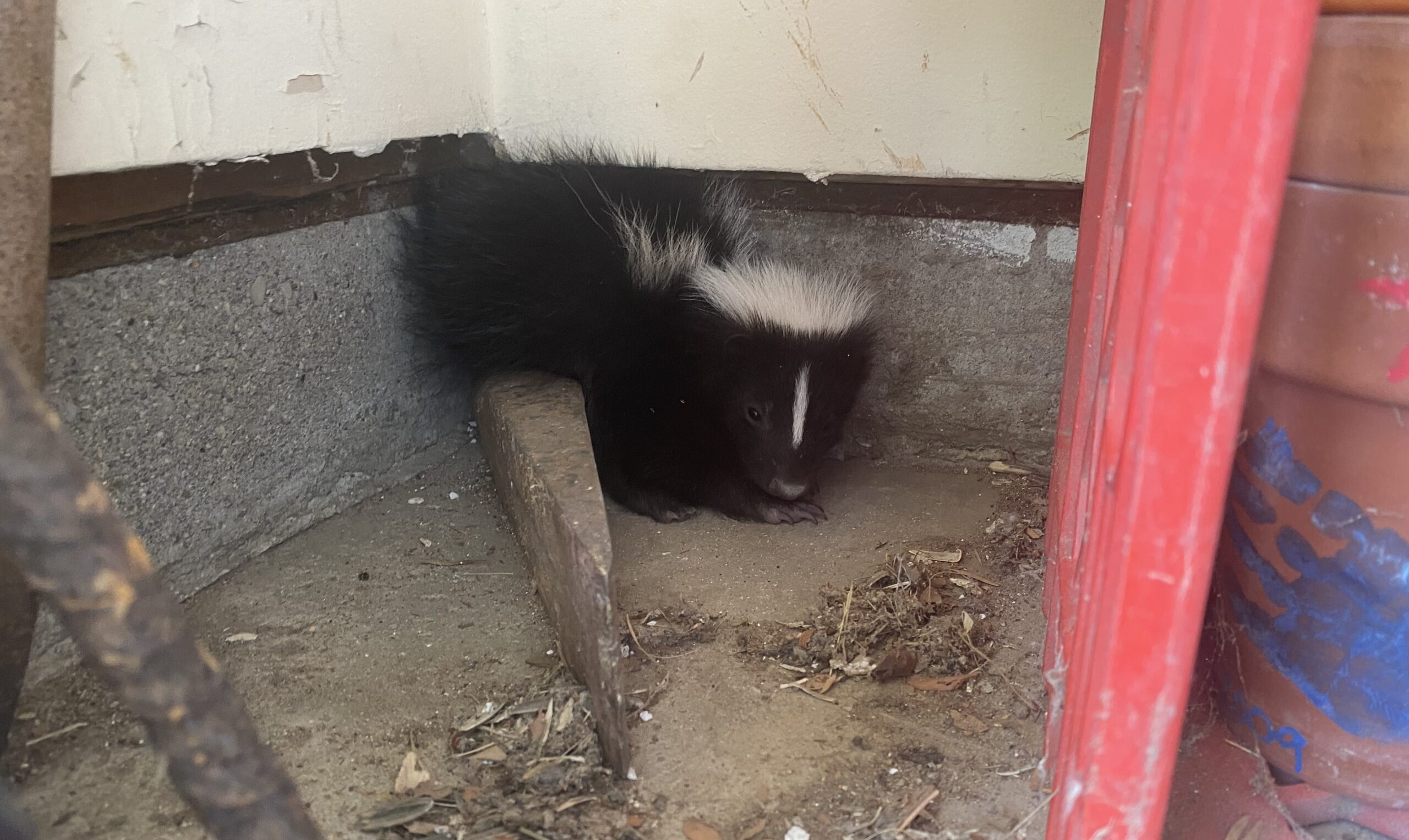 Skunks Under Decks and Porches Marietta Skunk in Garage
