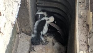 Skunks Under the Deck