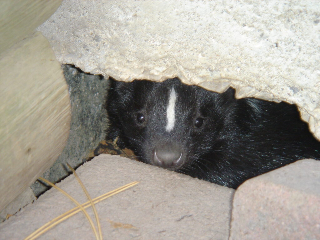 Skunk Under Foundation