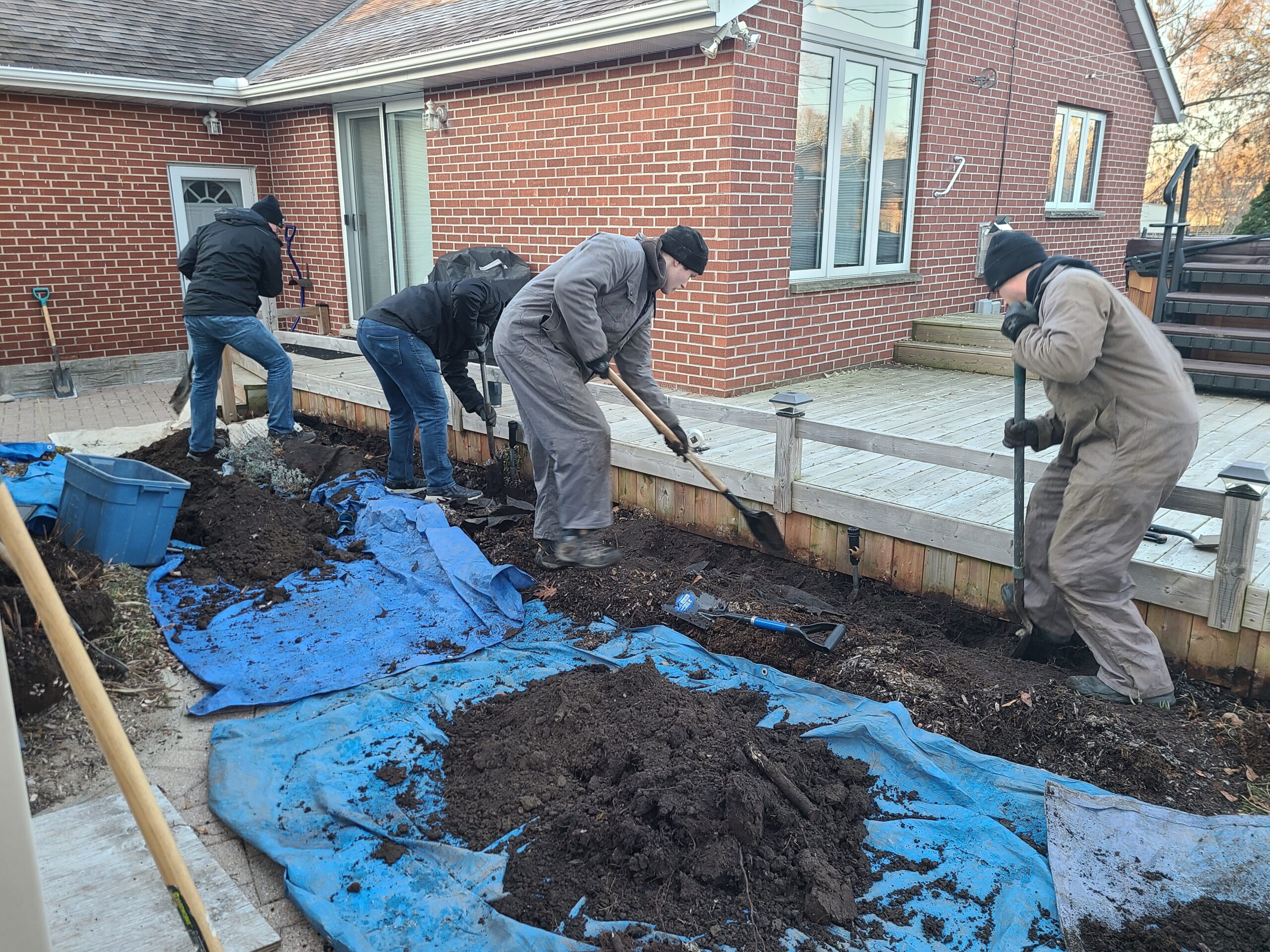 Skunks Under the Porch