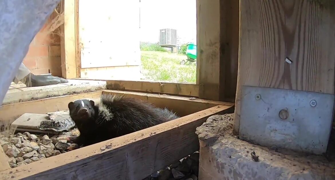 Skunks and Frozen Ground - Skedaddle Barrie