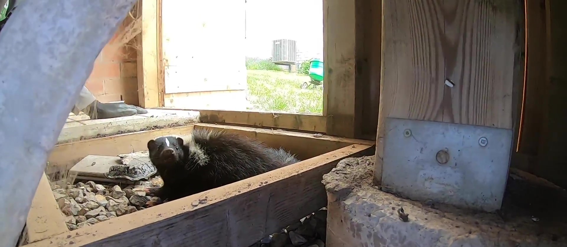 Skunks and Frozen Ground - Skedaddle Barrie