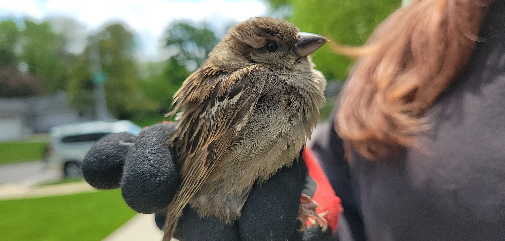 A Skedaddle technician wearing protective black and red gloves gently holding a small brown house sparrow during a humane wildlife removal.