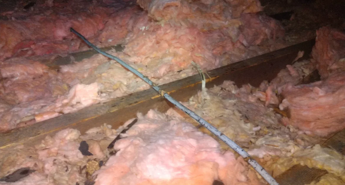 Squirrel Chewing and Fire Risks Lakewood Squirrel Chewing Damage on Wire