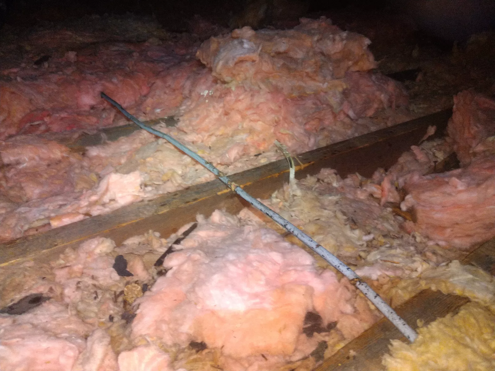 Squirrel Chewing and Fire Risks Lakewood Squirrel Chewing Damage on Wire