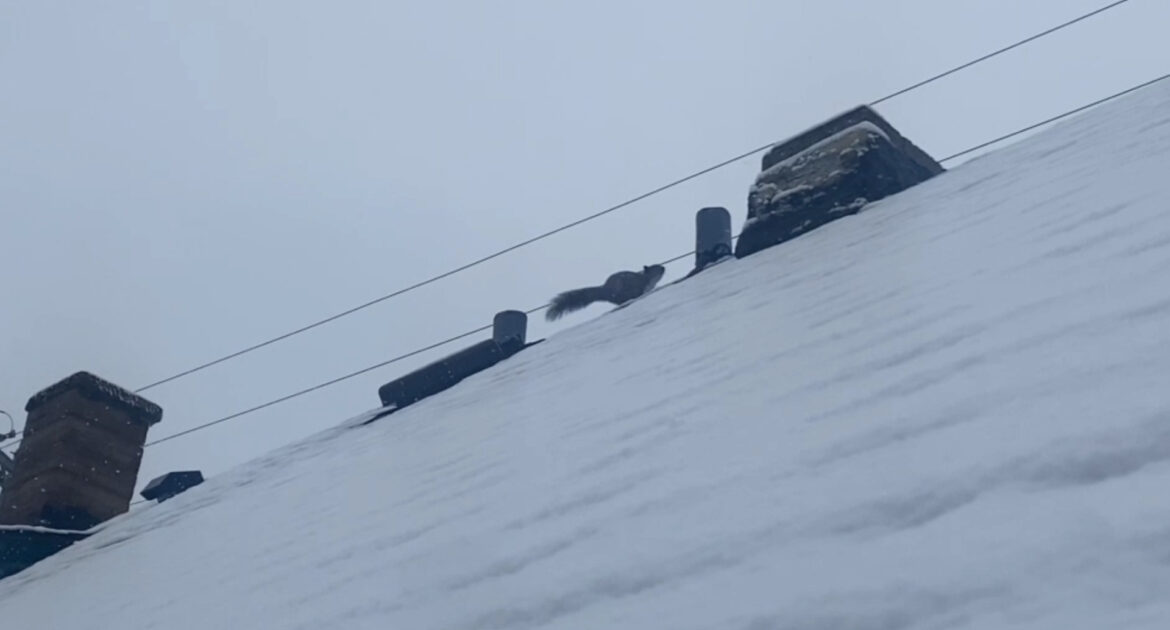 Squirrels in Milwaukee Rooflines