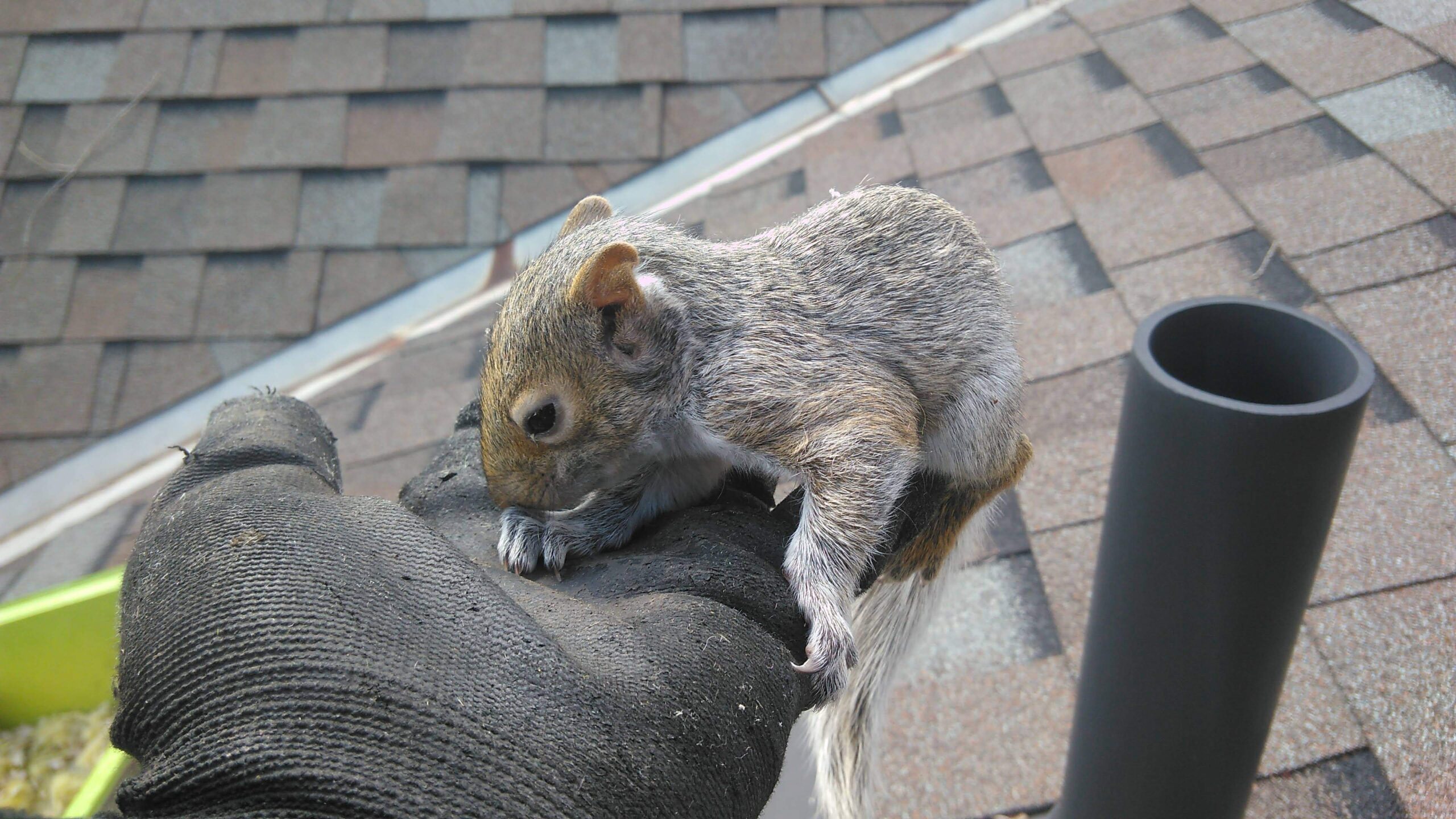 Squirrels in Your Walls or Attic