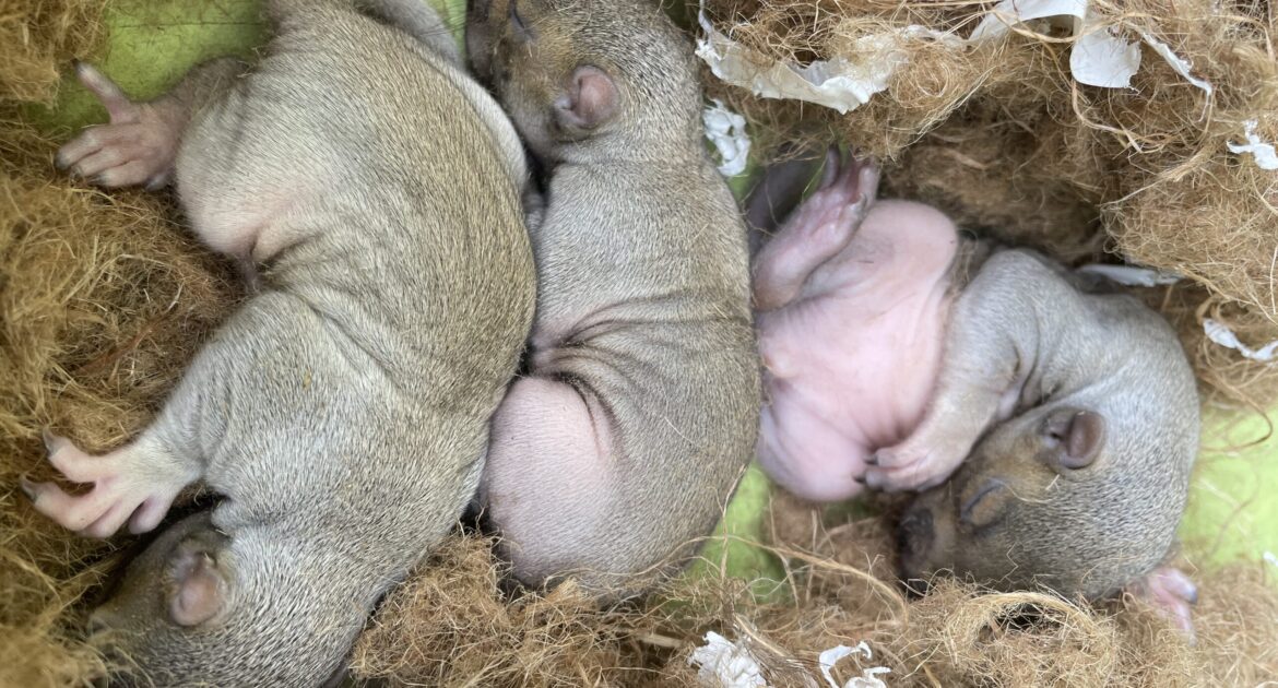 Squirrels in the Attic